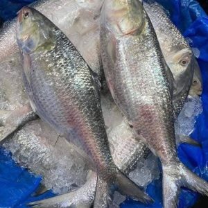 ৬ কেজি ইলিশ (৪ পিস)