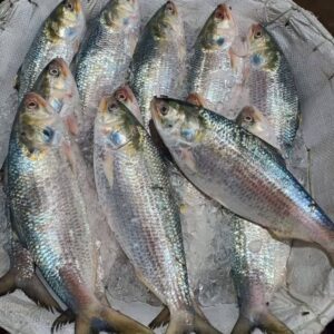 ৬ কেজি ইলিশ (১২ পিস)