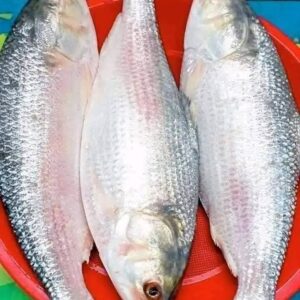 ৬ কেজি ইলিশ (৩ পিস)